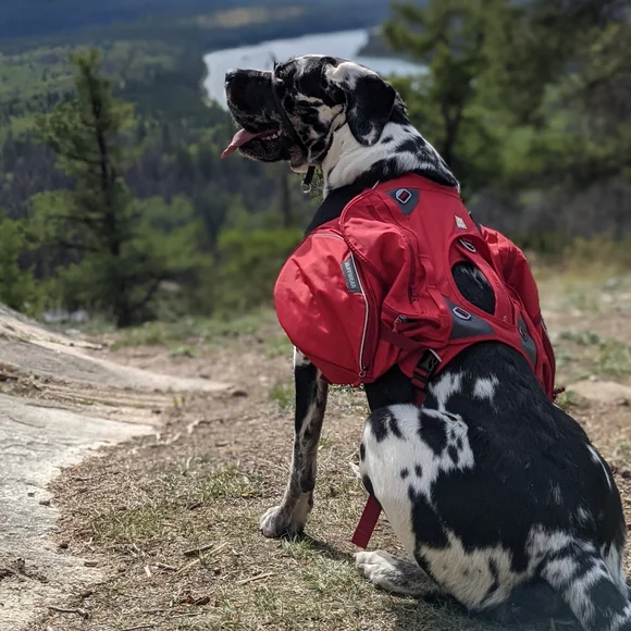 RuffWear Dog Ruffwear Palisades Dog Pack Xlarge Poshmark